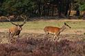 37 Hoge Veluwe, edelherten